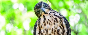 Preview wallpaper hawk, glance, bird