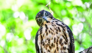 Preview wallpaper hawk, glance, bird