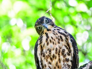 Preview wallpaper hawk, glance, bird