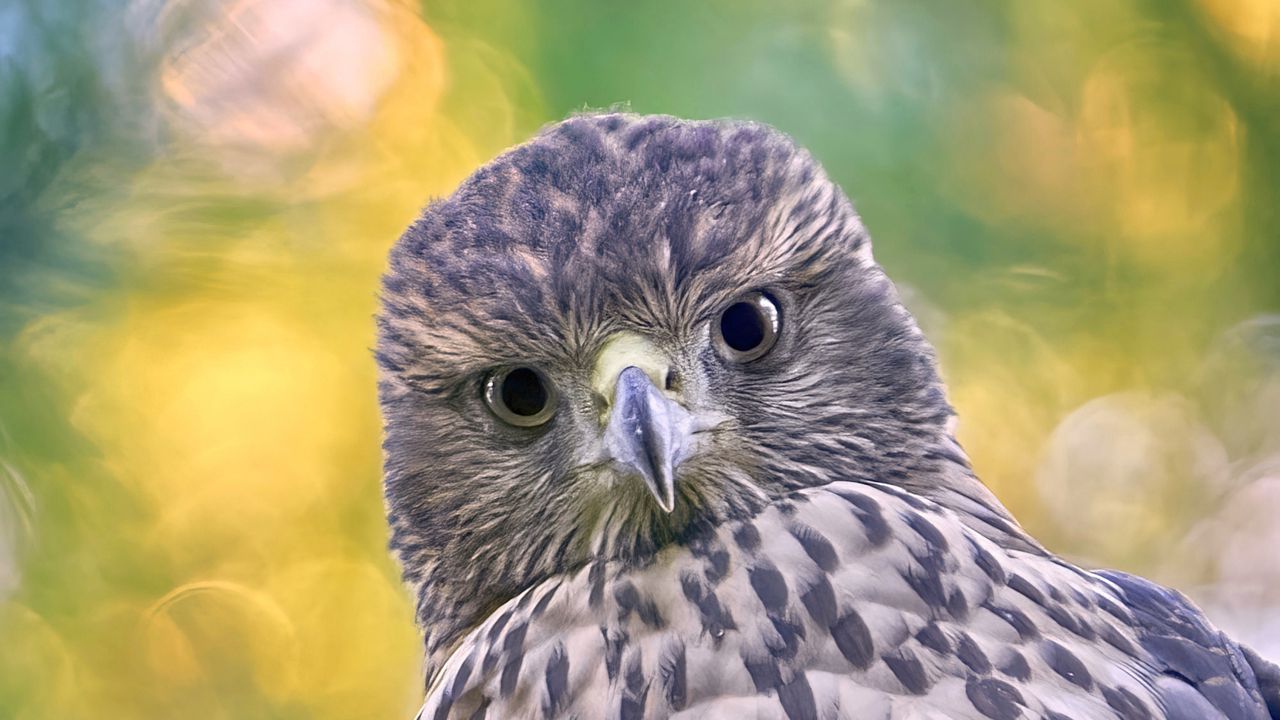 Wallpaper hawk, glance, bird, wildlife