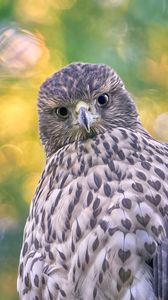 Preview wallpaper hawk, glance, bird, wildlife
