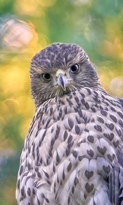 Preview wallpaper hawk, glance, bird, wildlife