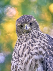 Preview wallpaper hawk, glance, bird, wildlife