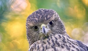 Preview wallpaper hawk, glance, bird, wildlife