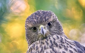Preview wallpaper hawk, glance, bird, wildlife
