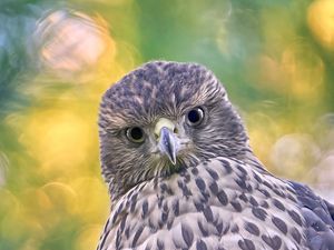 Preview wallpaper hawk, glance, bird, wildlife