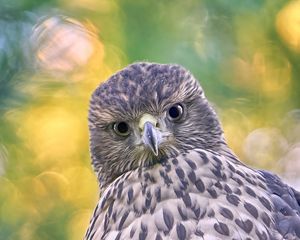Preview wallpaper hawk, glance, bird, wildlife