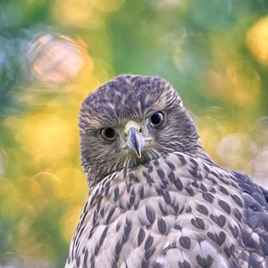 Preview wallpaper hawk, glance, bird, wildlife