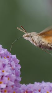 Preview wallpaper hawk moth, butterfly, flower, macro