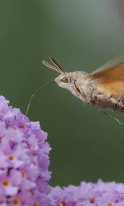 Preview wallpaper hawk moth, butterfly, flower, macro