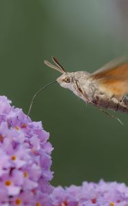 Preview wallpaper hawk moth, butterfly, flower, macro