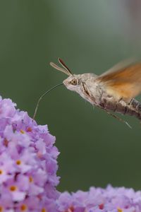 Preview wallpaper hawk moth, butterfly, flower, macro