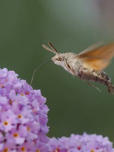 Preview wallpaper hawk moth, butterfly, flower, macro