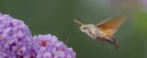 Preview wallpaper hawk moth, butterfly, flower, macro