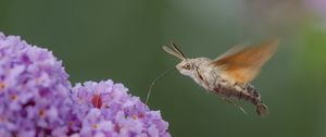 Preview wallpaper hawk moth, butterfly, flower, macro