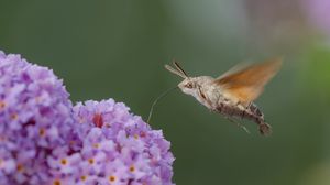 Preview wallpaper hawk moth, butterfly, flower, macro