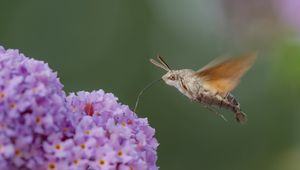 Preview wallpaper hawk moth, butterfly, flower, macro