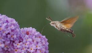 Preview wallpaper hawk moth, butterfly, flower, macro