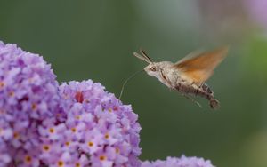 Preview wallpaper hawk moth, butterfly, flower, macro