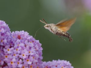 Preview wallpaper hawk moth, butterfly, flower, macro