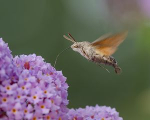 Preview wallpaper hawk moth, butterfly, flower, macro