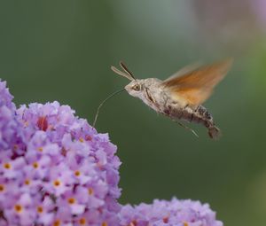 Preview wallpaper hawk moth, butterfly, flower, macro