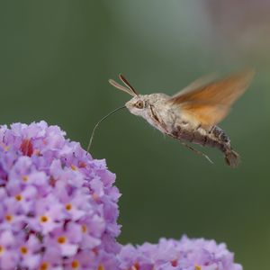 Preview wallpaper hawk moth, butterfly, flower, macro