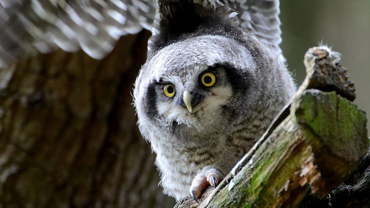 Wallpaper hawk owl, owl, predator, look, bird
