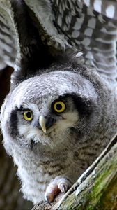 Preview wallpaper hawk owl, owl, predator, look, bird