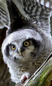 Preview wallpaper hawk owl, owl, predator, look, bird