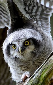 Preview wallpaper hawk owl, owl, predator, look, bird