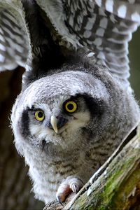 Preview wallpaper hawk owl, owl, predator, look, bird