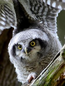 Preview wallpaper hawk owl, owl, predator, look, bird