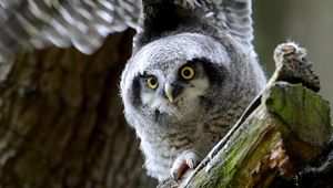 Preview wallpaper hawk owl, owl, predator, look, bird