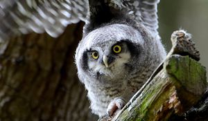 Preview wallpaper hawk owl, owl, predator, look, bird