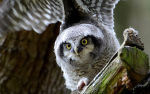 Preview wallpaper hawk owl, owl, predator, look, bird