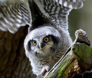 Preview wallpaper hawk owl, owl, predator, look, bird