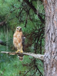 Preview wallpaper hawk, predator, bird, tree