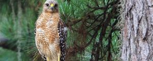 Preview wallpaper hawk, predator, bird, tree