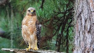 Preview wallpaper hawk, predator, bird, tree