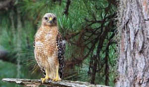 Preview wallpaper hawk, predator, bird, tree