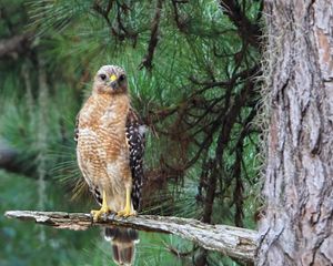 Preview wallpaper hawk, predator, bird, tree