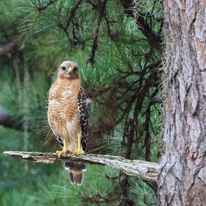 Preview wallpaper hawk, predator, bird, tree