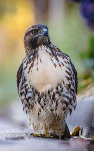 Preview wallpaper hawk, predator, bird, focus