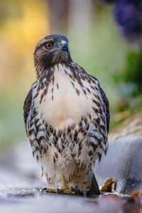 Preview wallpaper hawk, predator, bird, focus