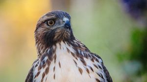 Preview wallpaper hawk, predator, bird, focus