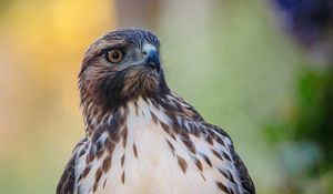 Preview wallpaper hawk, predator, bird, focus