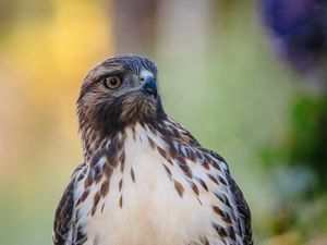 Preview wallpaper hawk, predator, bird, focus