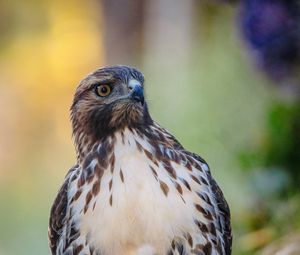 Preview wallpaper hawk, predator, bird, focus