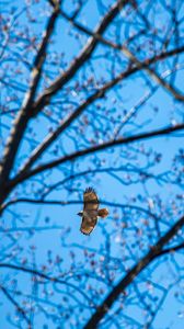 Preview wallpaper hawk, trees, flight, branches, bottom view
